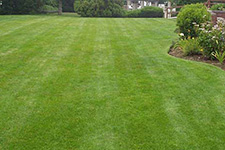 Lawn Aeration