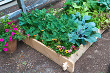 Raised Garden Beds