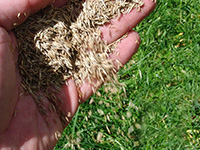 Lawn Seeding and Re-Seeding