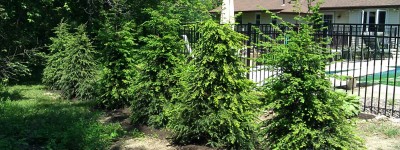 Canadian Hemlock- Privacy fence