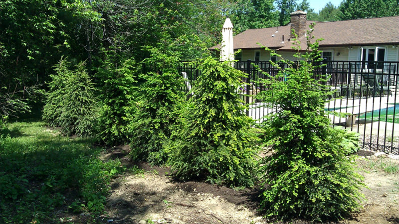 Canadian Hemlock- Privacy fence