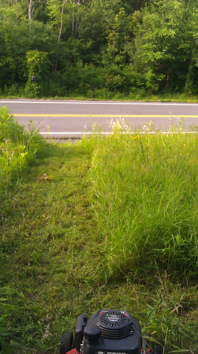 Long grass can lead to rodent and insect problems!