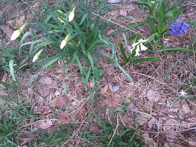 Clean out old leaves and organic debris from flower beds.